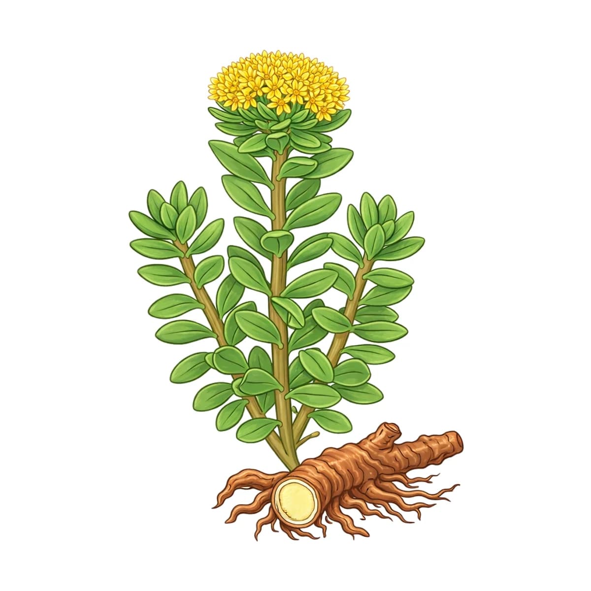 Rhodiola root, botanical drawing