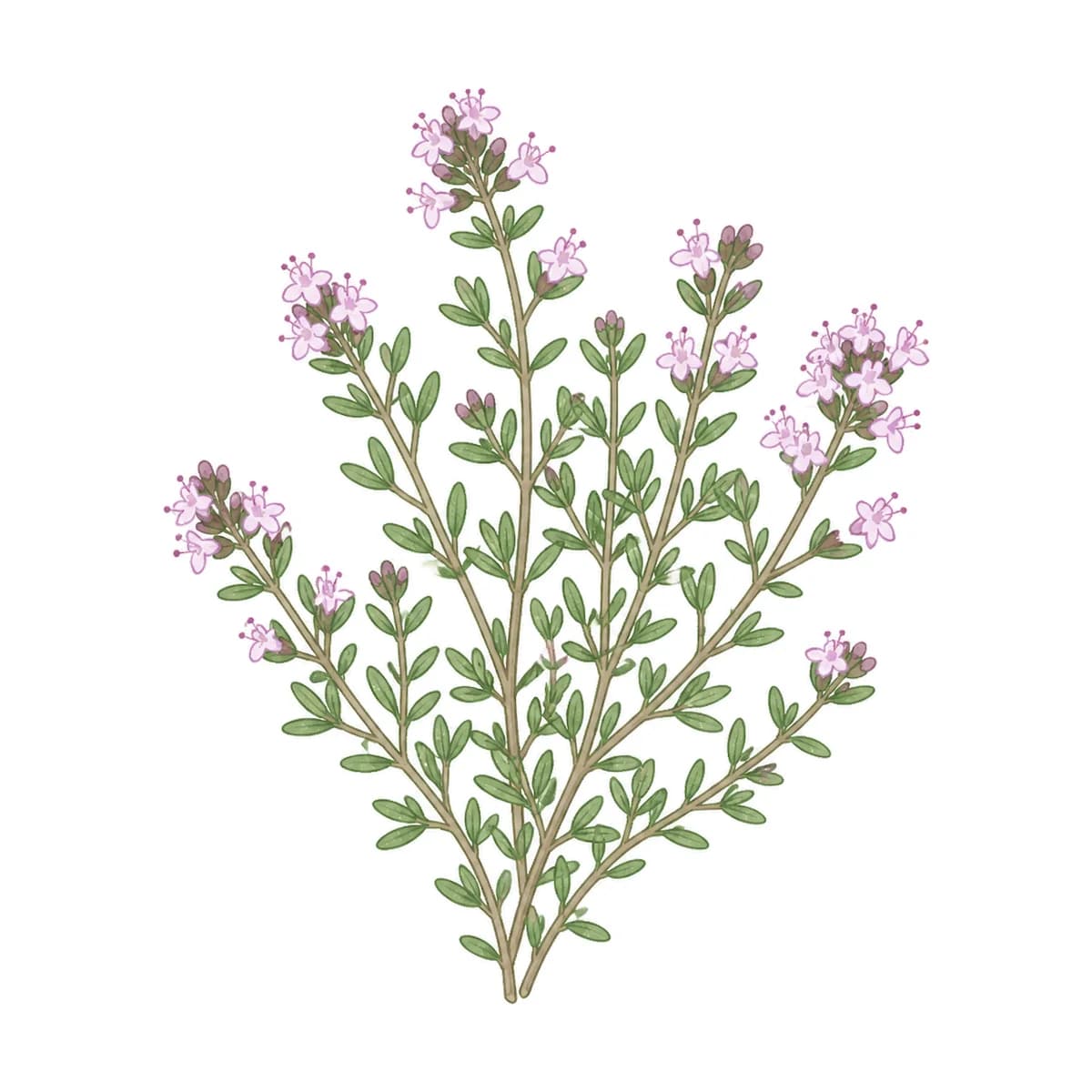 Thyme leaf, botanical drawing