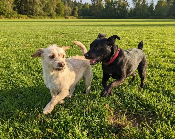 bernie-and-cali-playing-in-grass-field